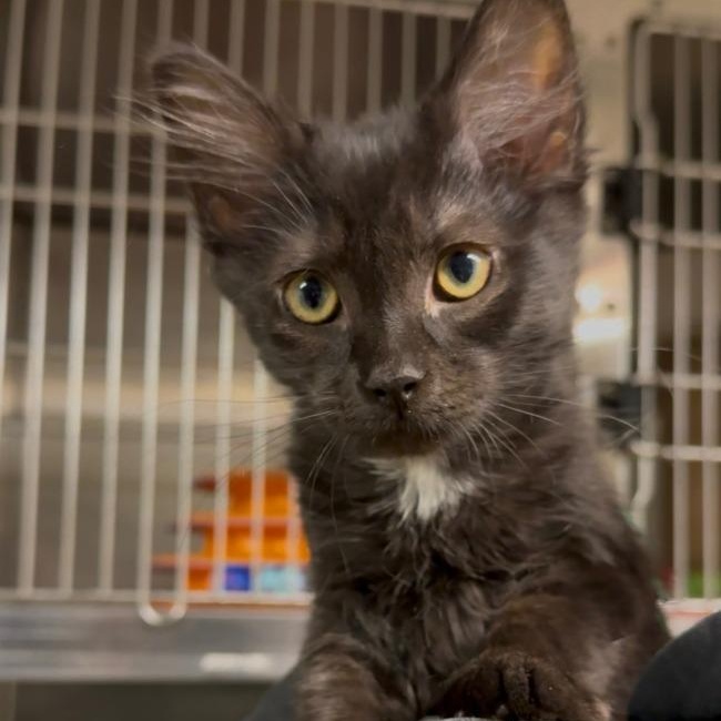 Guppy, ADOPTABLE, Young Male Domestic Medium Hair.