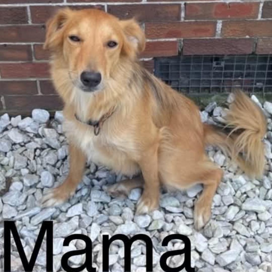 Enlarge LINUS, a Adoptable mixed breed in Browns Mills, NJ image 4/4