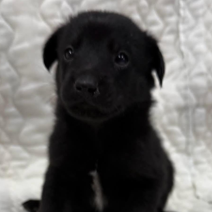 LINUS, Adoptable, Puppy Male Shepherd.