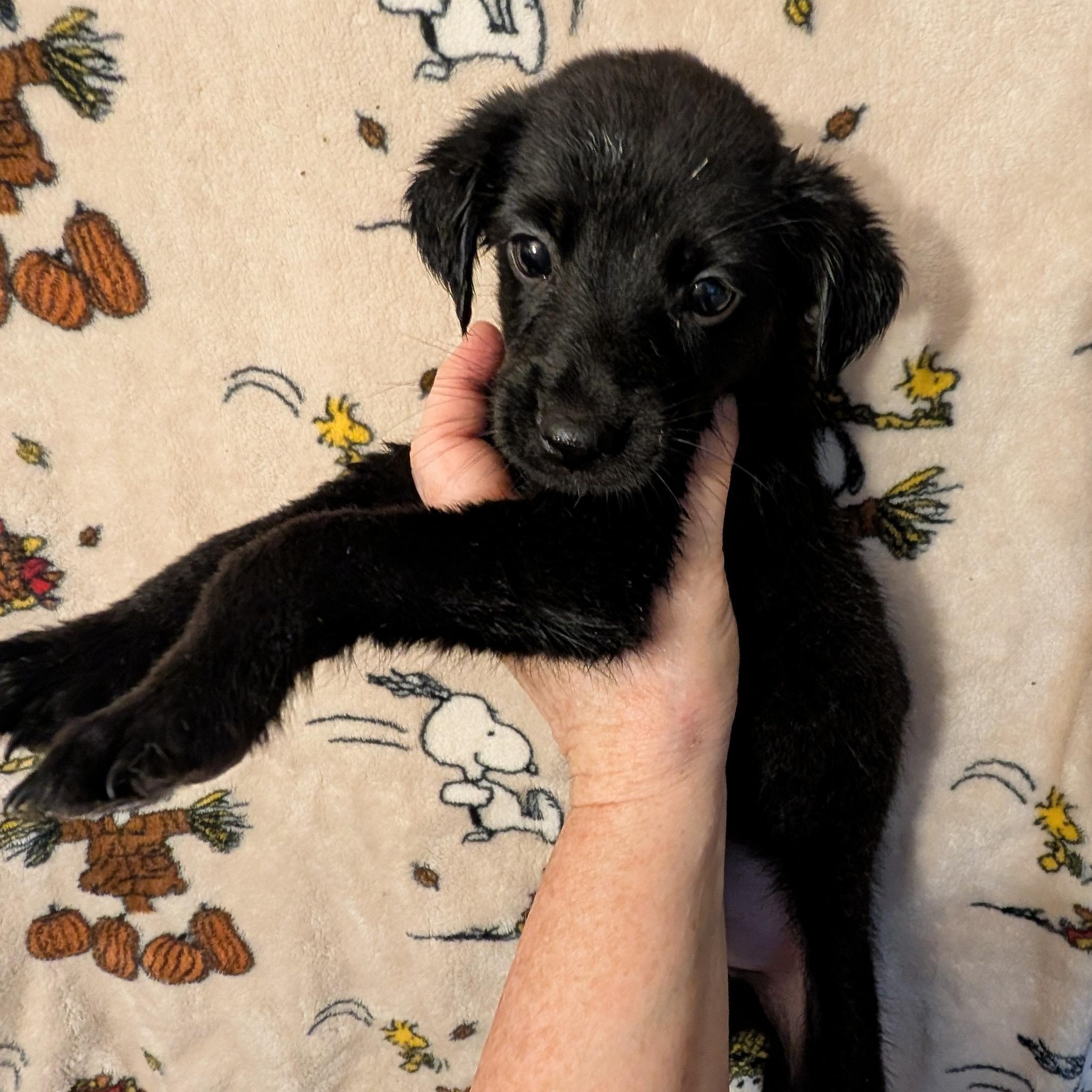 Enlarge LINUS, a Adoptable mixed breed in Browns Mills, NJ image 2/4