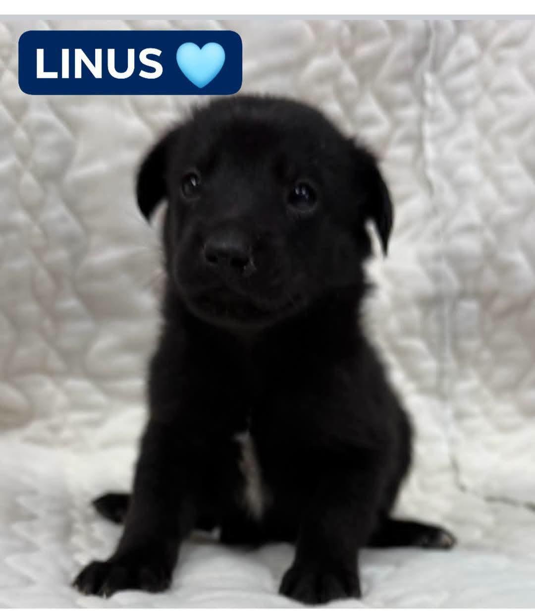 Enlarge LINUS, a Adoptable mixed breed in Browns Mills, NJ image 3/4
