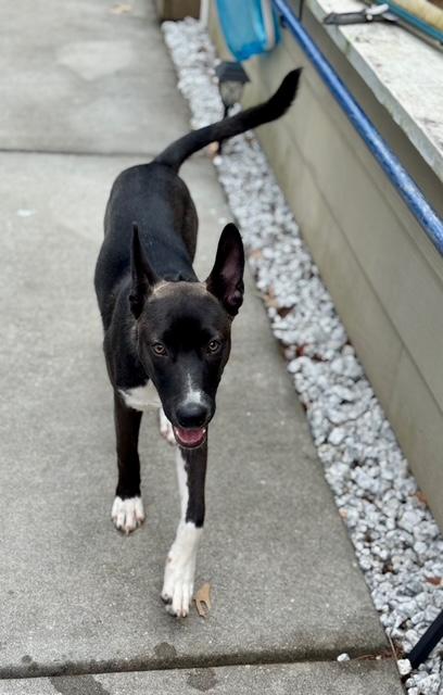 Enlarge Bella, a Adoptable mixed breed in Roswell, GA image 1/2