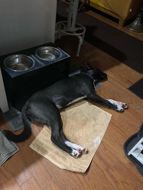 Enlarge Bella, a Adoptable mixed breed in Roswell, GA image 2/2