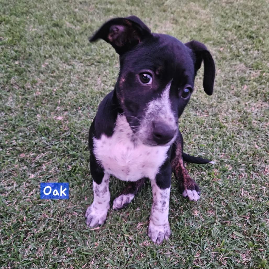 Tree Litter: Oak thumbnail 2