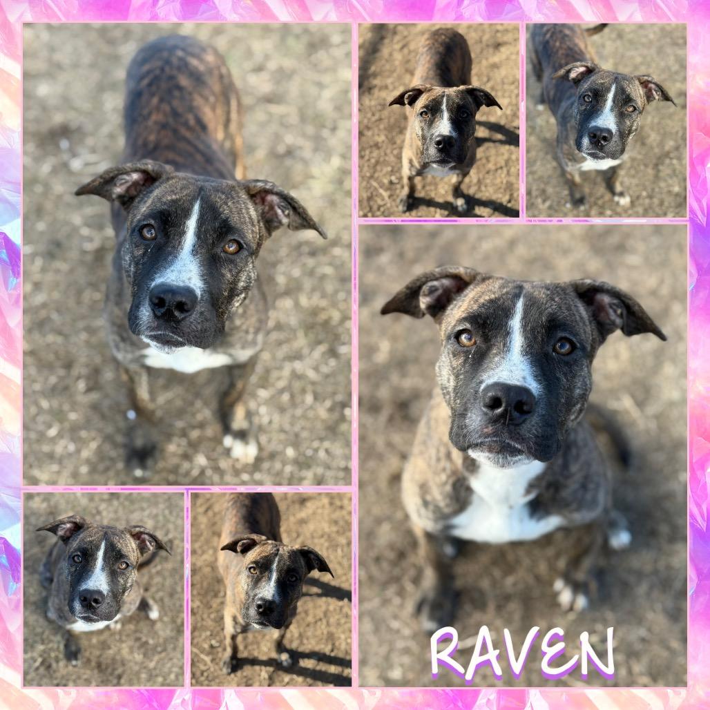 Enlarge Raven, a Adoptable Pit Bull Terrier in Fort Smith, AR image 1/3