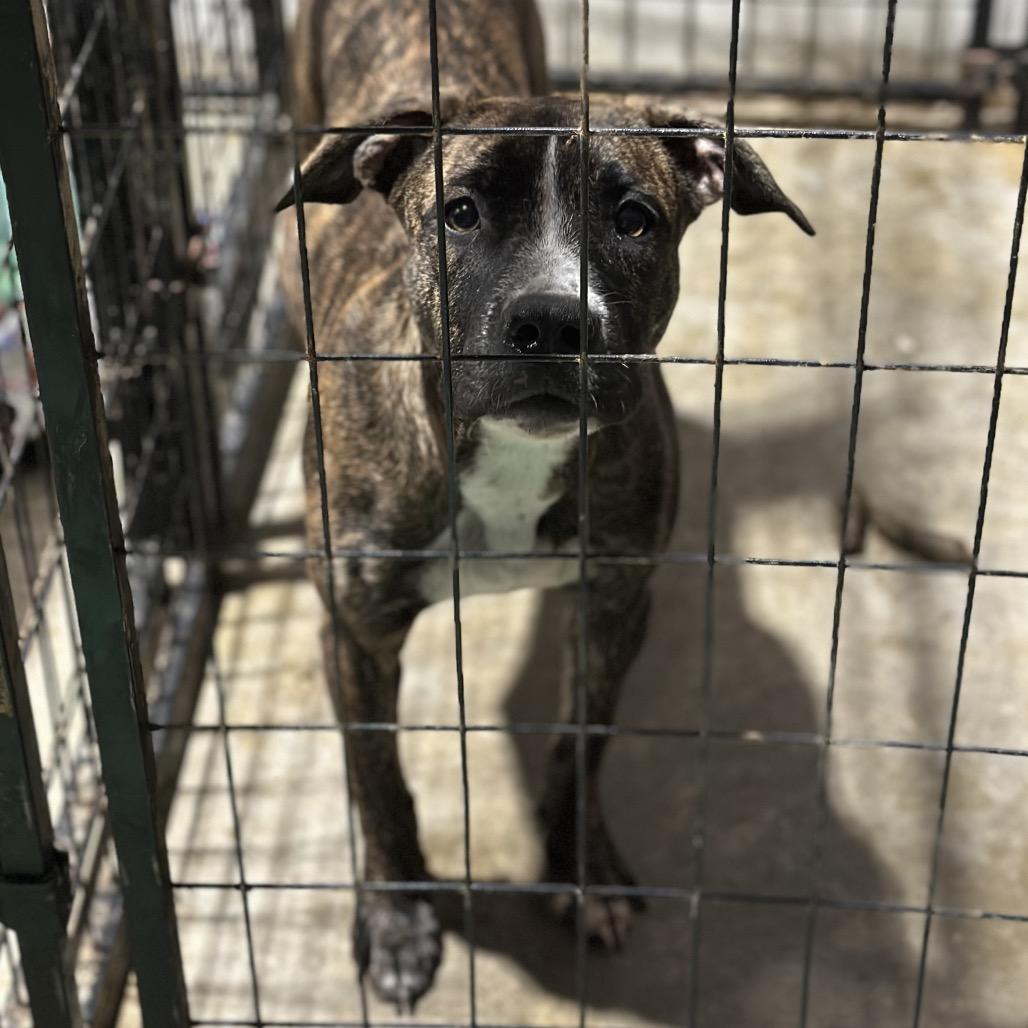 Raven, Adoptable, Adult Female Pit Bull Terrier.