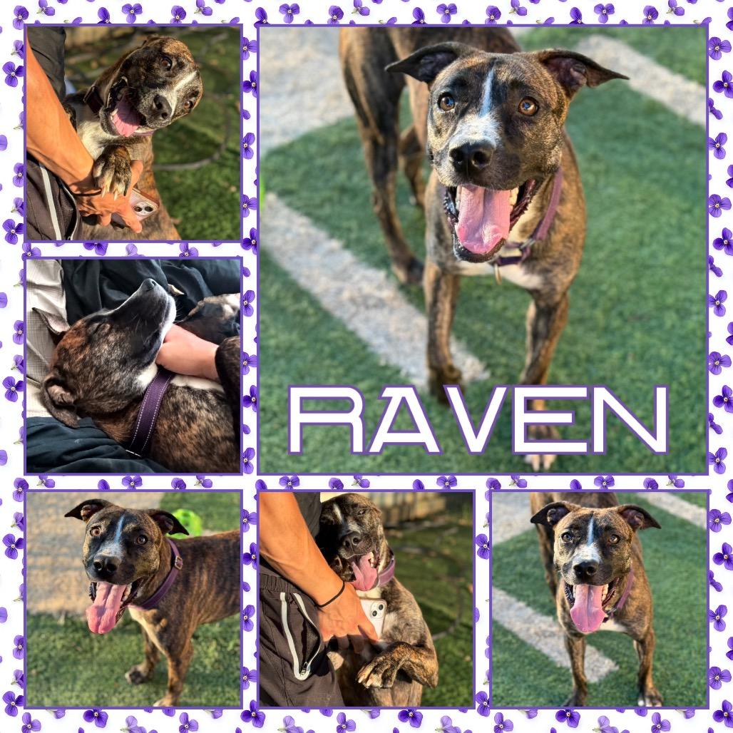 Enlarge Raven, a Adoptable Pit Bull Terrier in Fort Smith, AR image 2/3