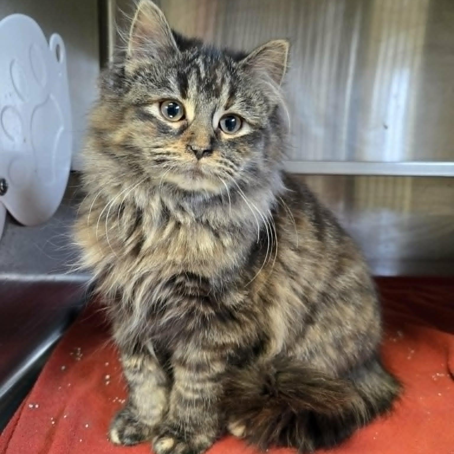 Garnet, a ADOPTABLE Domestic Medium Hair in Watertown, WI image 1/3