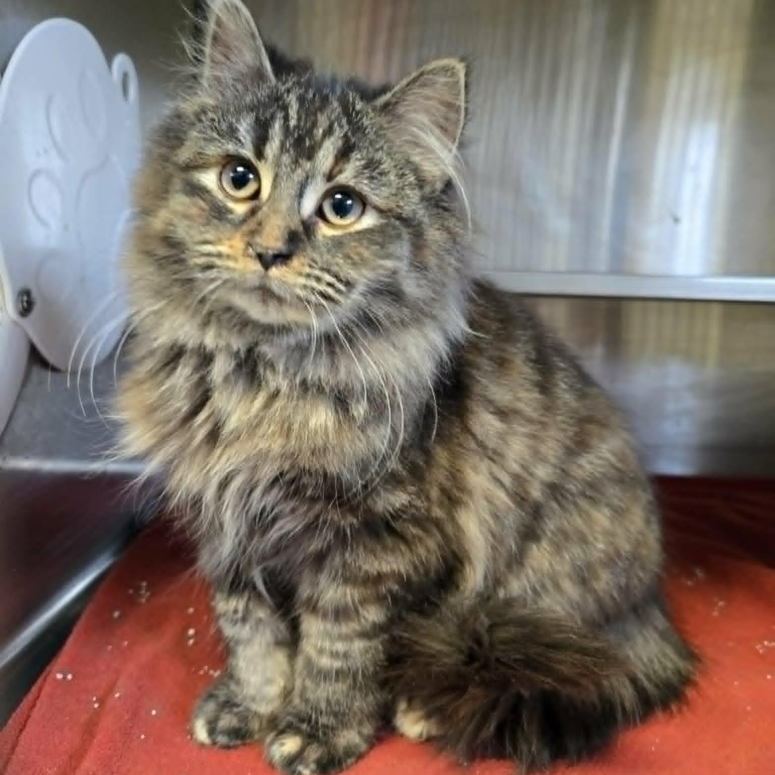 Garnet, a ADOPTABLE Domestic Medium Hair in Watertown, WI image 2/3