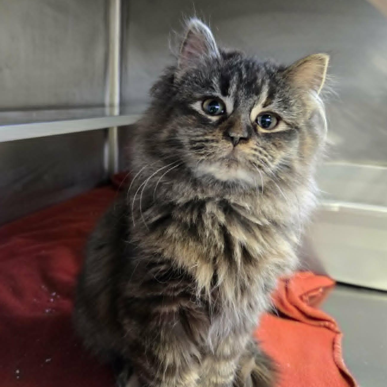 Garnet, a ADOPTABLE Domestic Medium Hair in Watertown, WI image 3/3