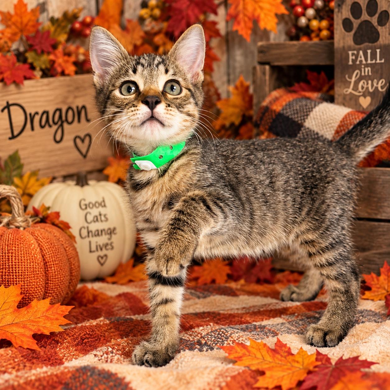 Dragon, Adoptable, Kitten Male Tabby.