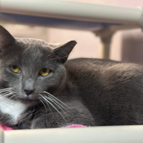Koala, Adoptable, Young Female Domestic Short Hair.