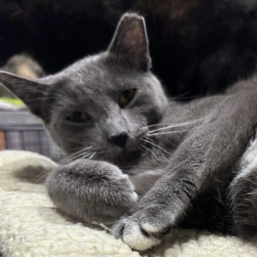 Enlarge Koala, a Adoptable Domestic Short Hair in Tipp City, OH image 3/6