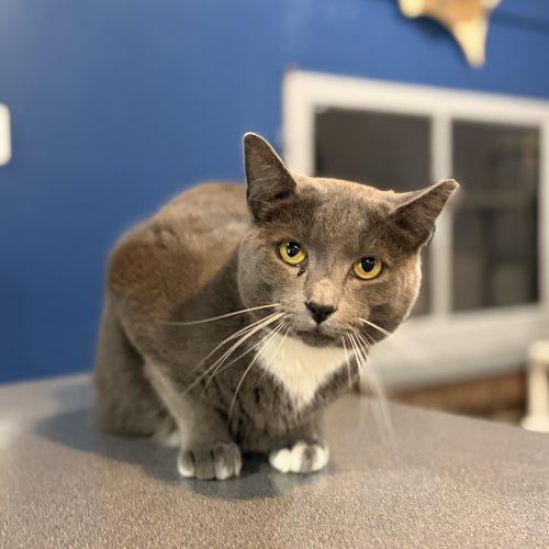 Enlarge Koala, a Adoptable Domestic Short Hair in Tipp City, OH image 1/6