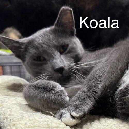 Enlarge Koala, a Adoptable Domestic Short Hair in Tipp City, OH image 4/6