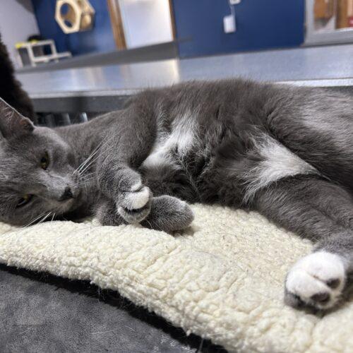 Enlarge Koala, a Adoptable Domestic Short Hair in Tipp City, OH image 5/6