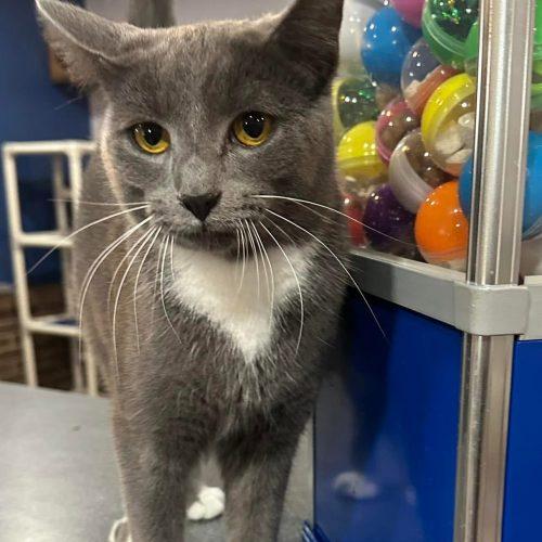Enlarge Koala, a Adoptable Domestic Short Hair in Tipp City, OH image 6/6