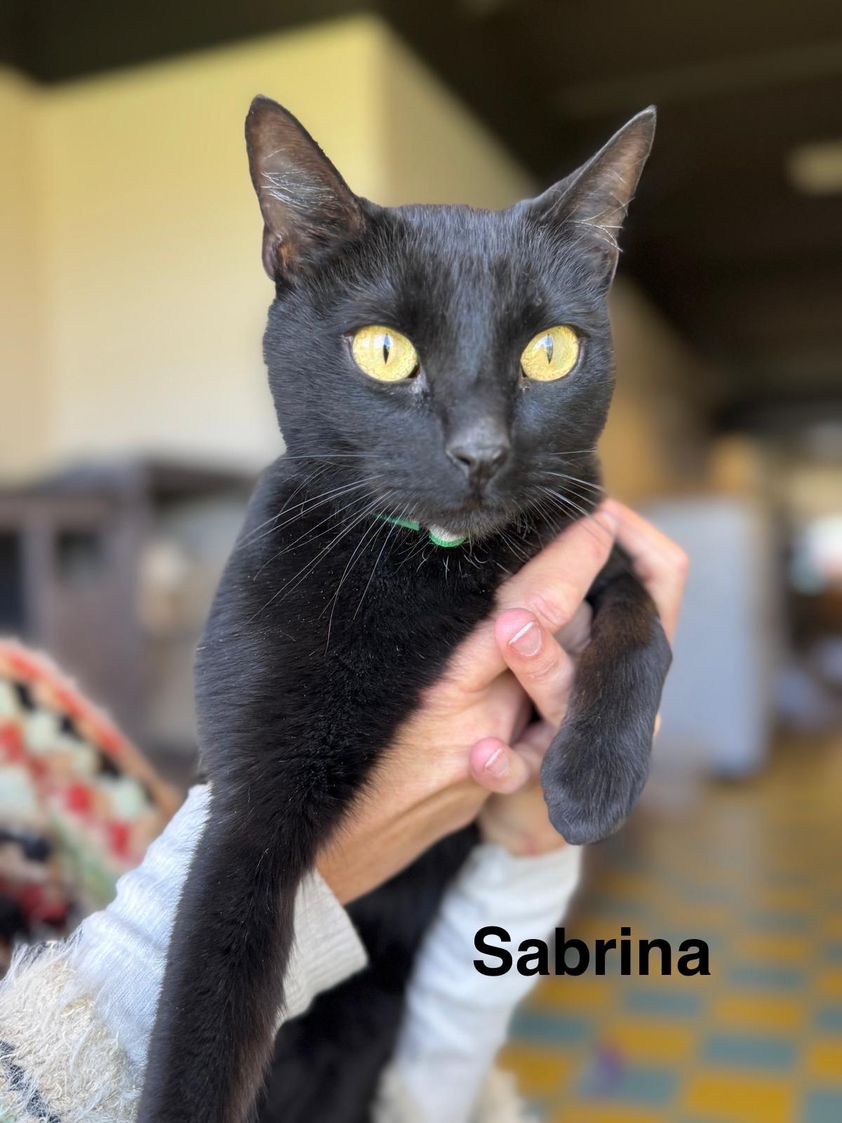 Sabrina, adoptable, Adult Female Domestic Short Hair.