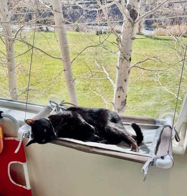 Enlarge Sabrina, an adoptable Domestic Short Hair in Eagle, CO image 2/3