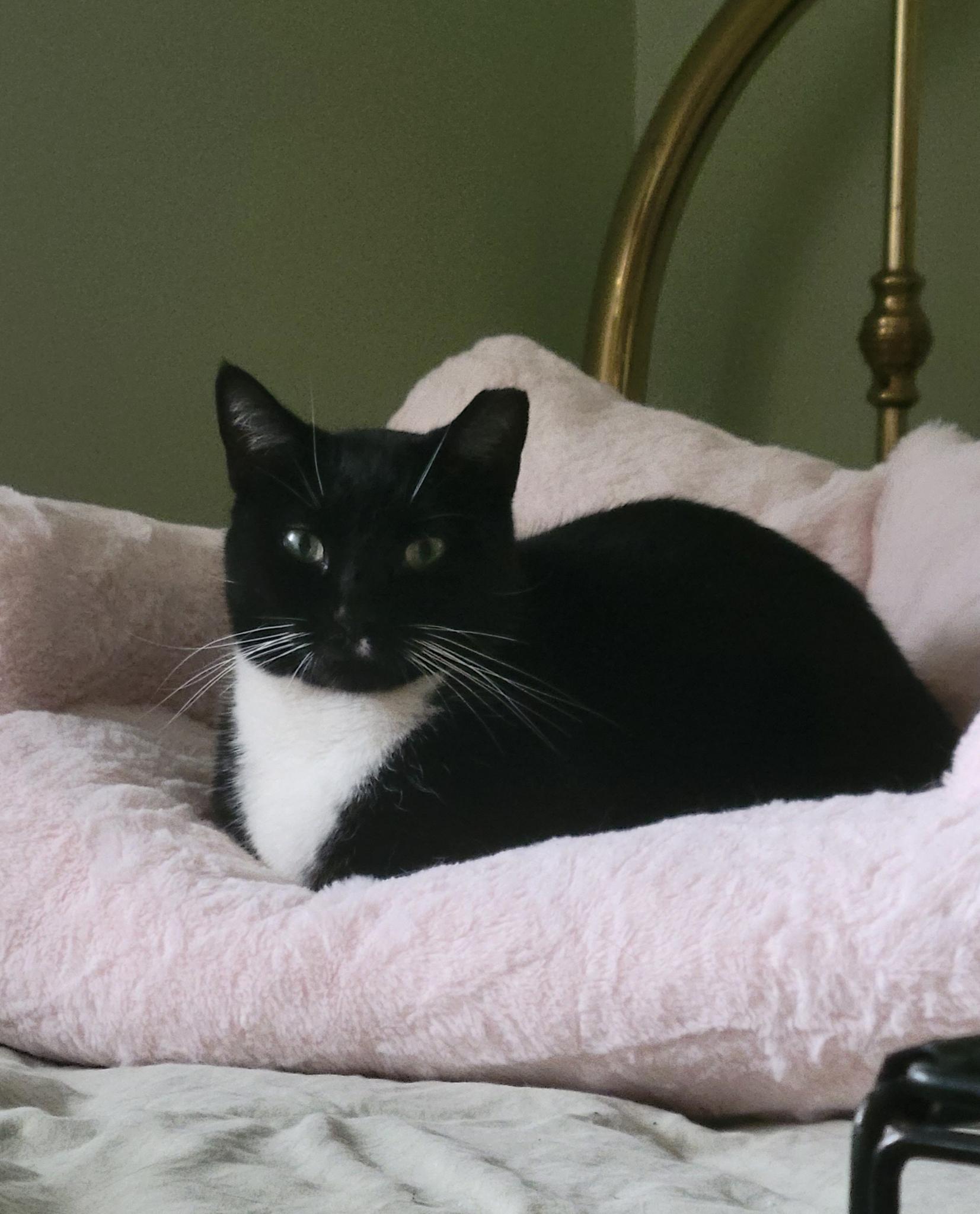 Enlarge Harold, a Adoptable Tuxedo in woodbridge, VA image 5/6