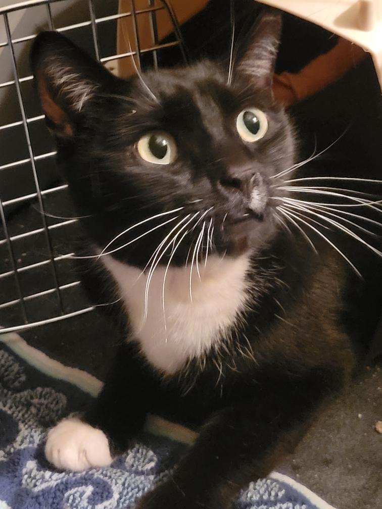 Harold, Adoptable, Young Male Tuxedo.