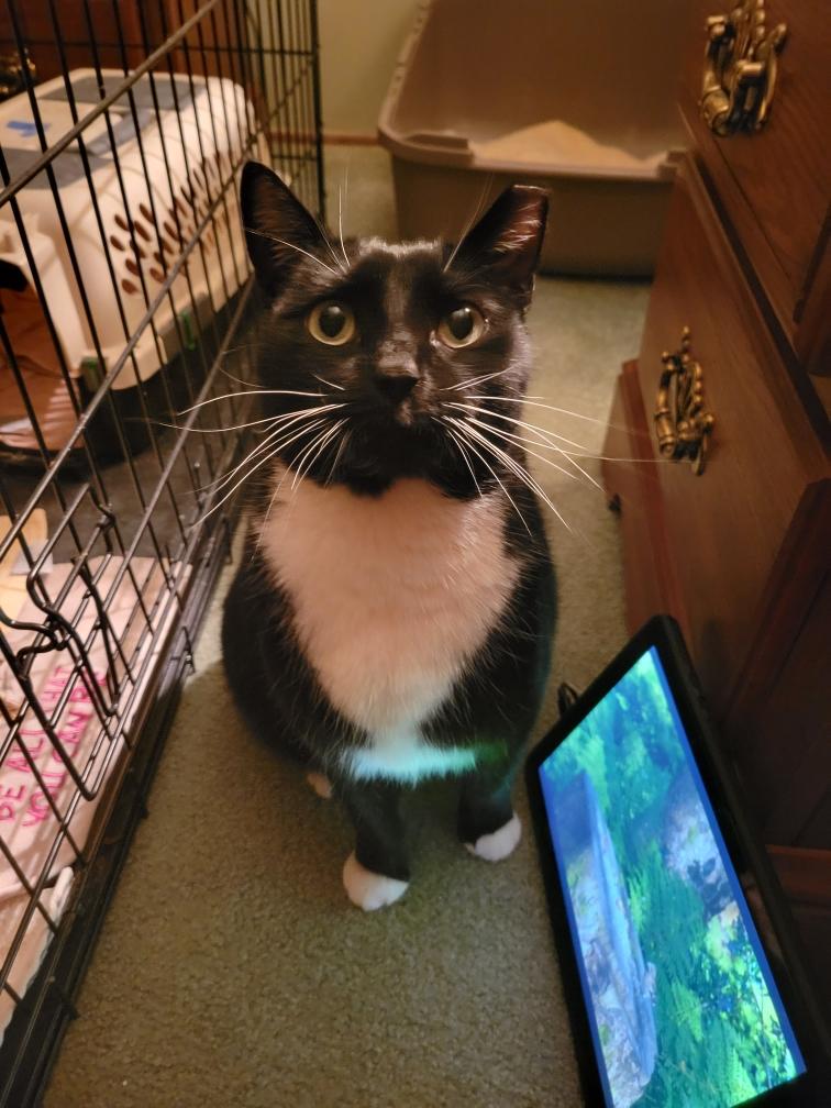 Enlarge Harold, a Adoptable Tuxedo in woodbridge, VA image 6/6