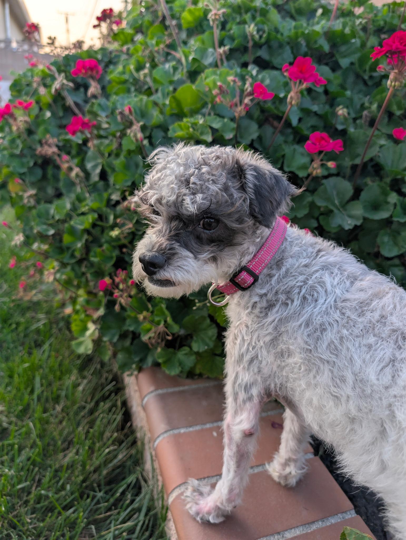 Enlarge raisin, an adopted mixed breed in Murrieta, CA image 1/2