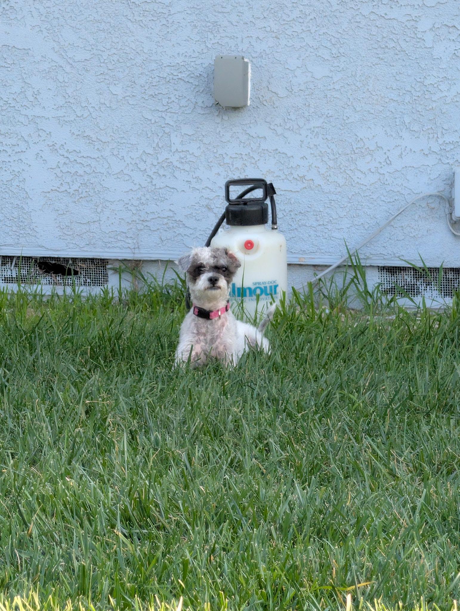 Enlarge raisin, an adopted mixed breed in Murrieta, CA image 2/2