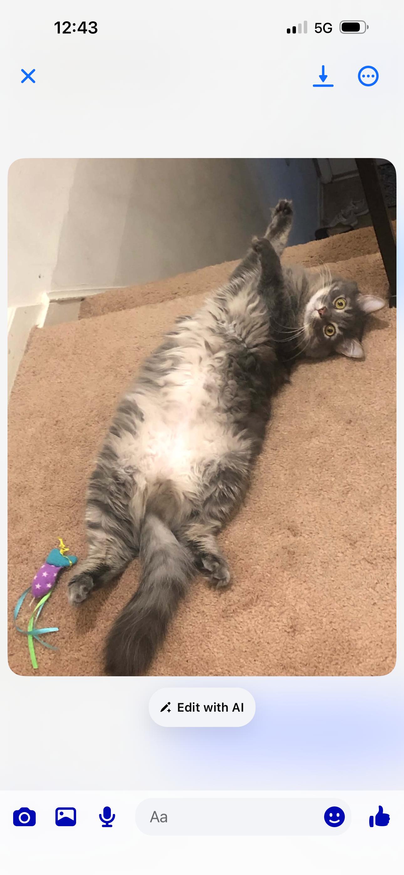 Jethro (declawed), a ADOPTABLE Domestic Long Hair in Anderson , SC image 4/5