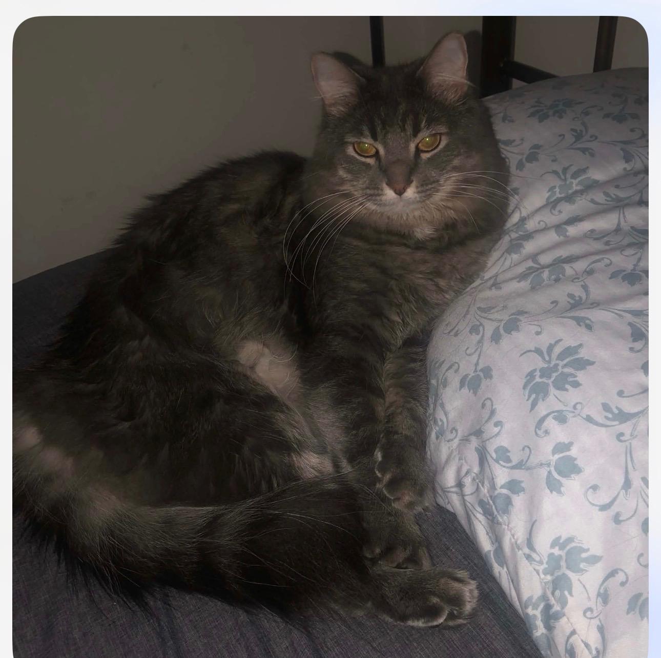 Jethro (declawed), a ADOPTABLE Domestic Long Hair in Anderson , SC image 3/5