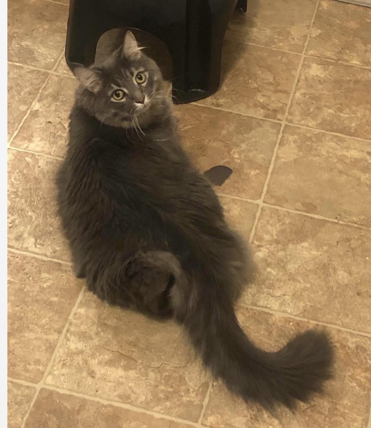 Jethro (declawed), a ADOPTABLE Domestic Long Hair in Anderson , SC image 5/5