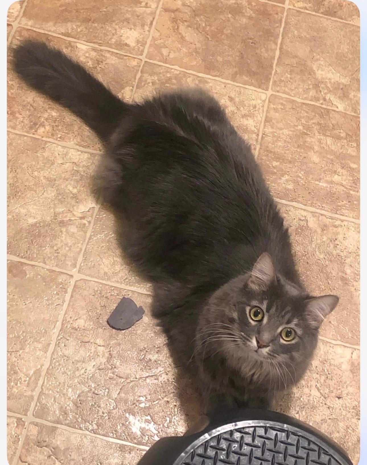 Jethro (declawed), ADOPTABLE, Young Male Domestic Long Hair.