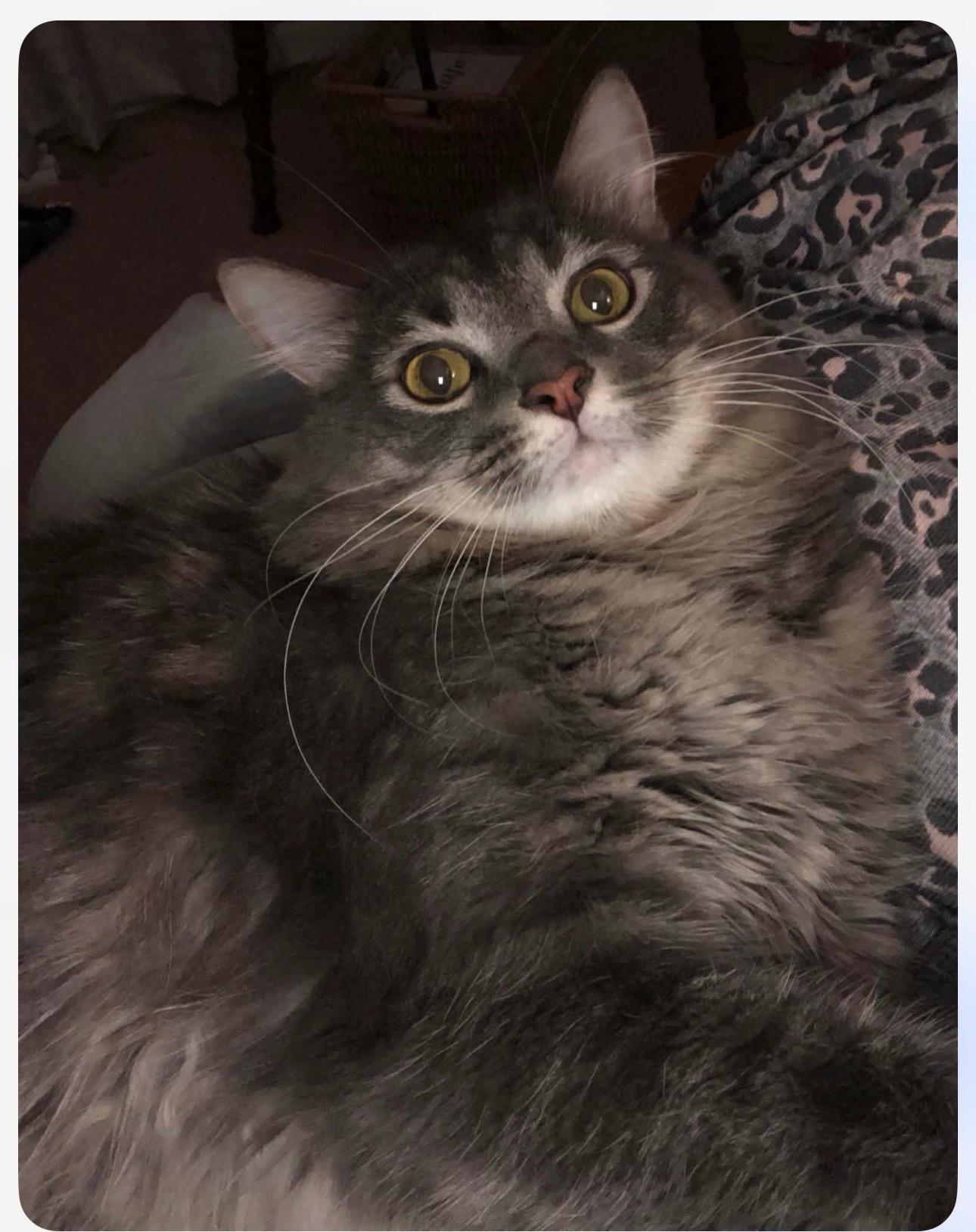 Jethro (declawed), a ADOPTABLE Domestic Long Hair in Anderson , SC image 2/5
