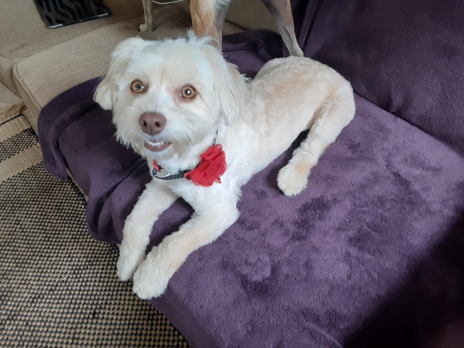 Enlarge Buffy and Tina, a Adoptable Maltese in Columbus, IN image 1/3
