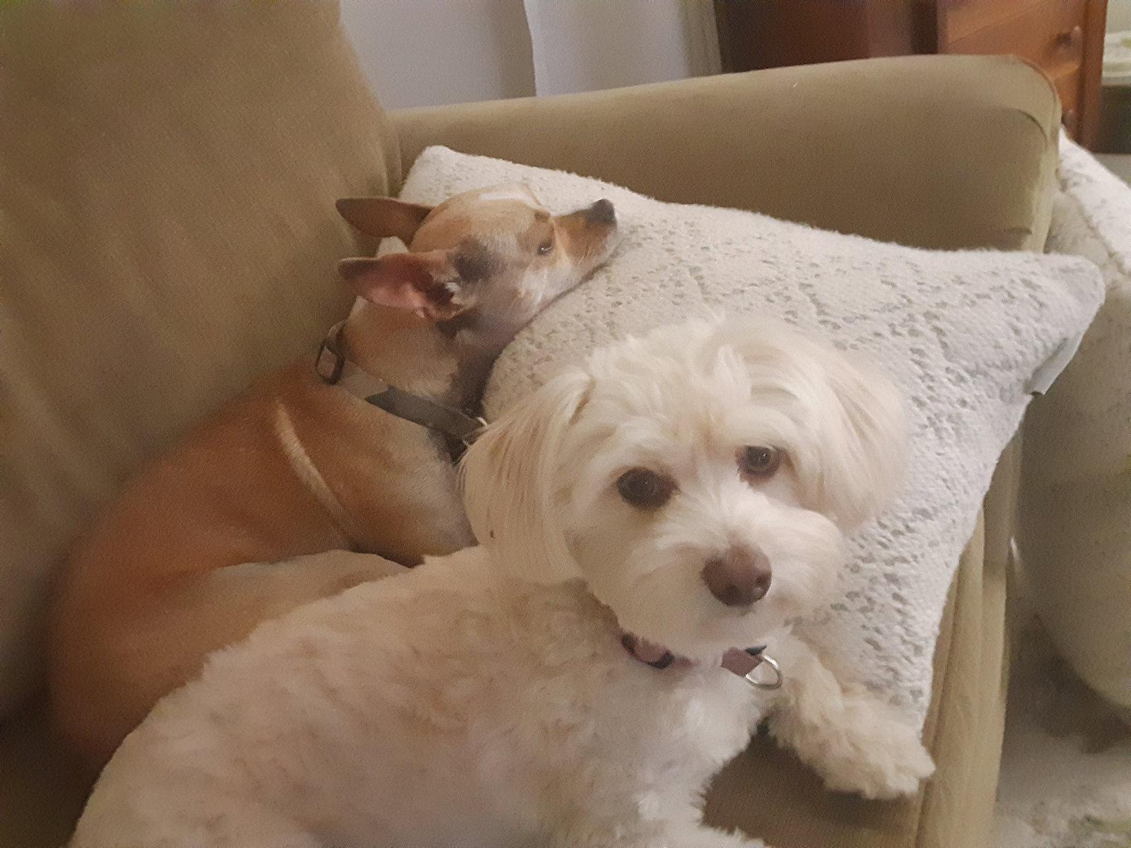 Enlarge Buffy and Tina, a Adoptable Maltese in Columbus, IN image 2/3