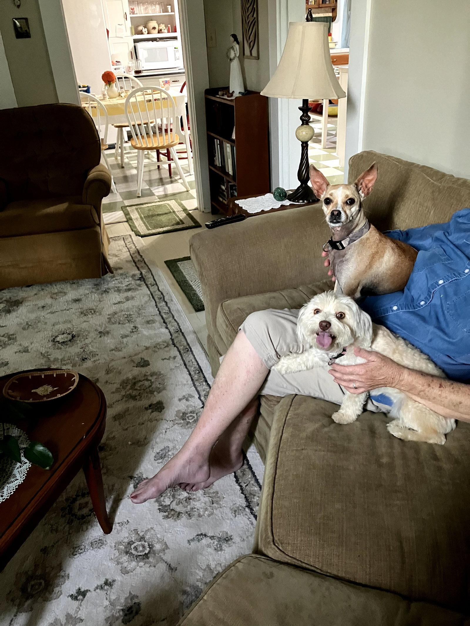 Enlarge Buffy and Tina, a Adoptable Maltese in Columbus, IN image 3/3