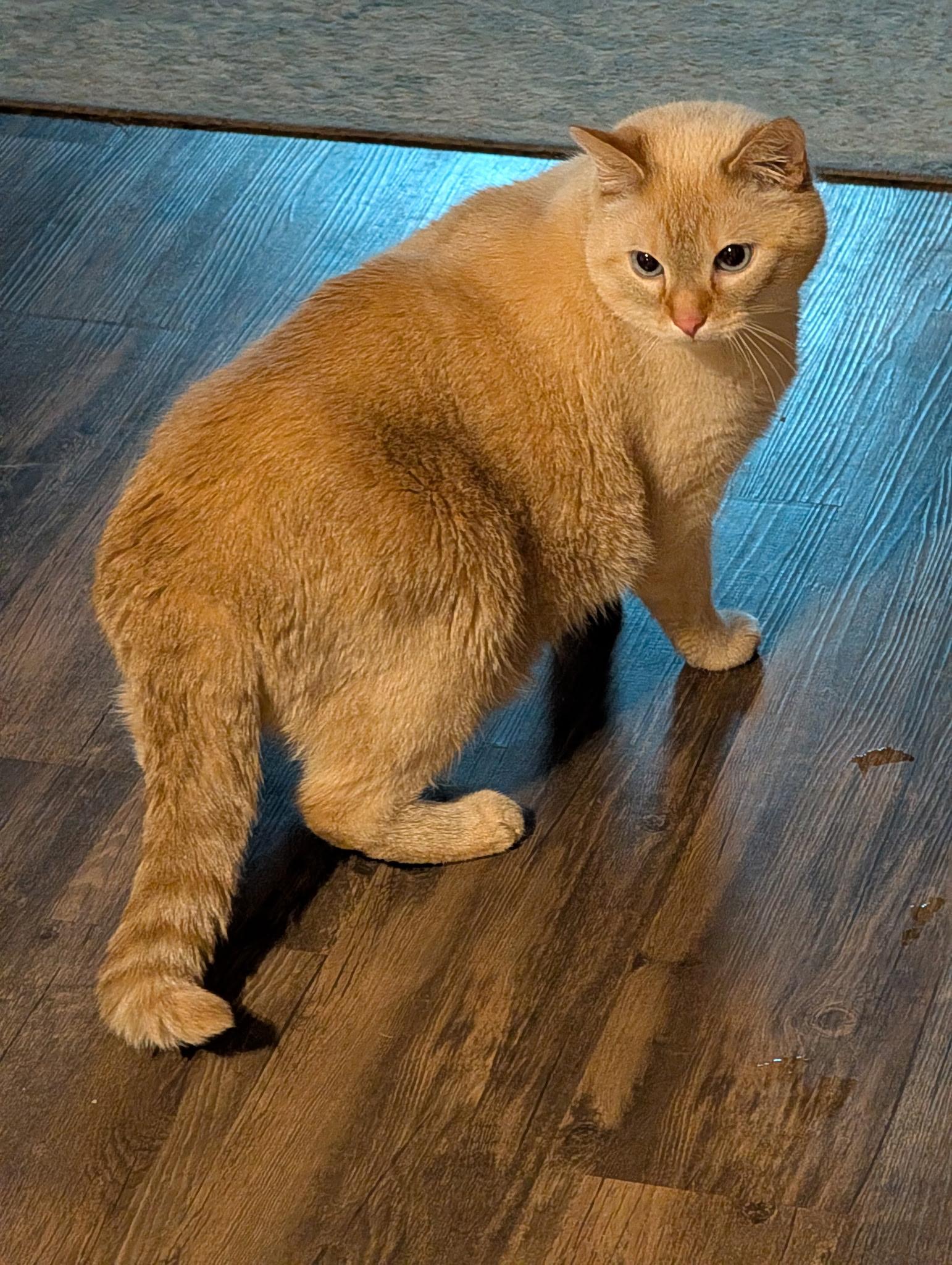 Enlarge Helios Xavier, an adopted Domestic Short Hair in Eau Claire, WI image 1/4