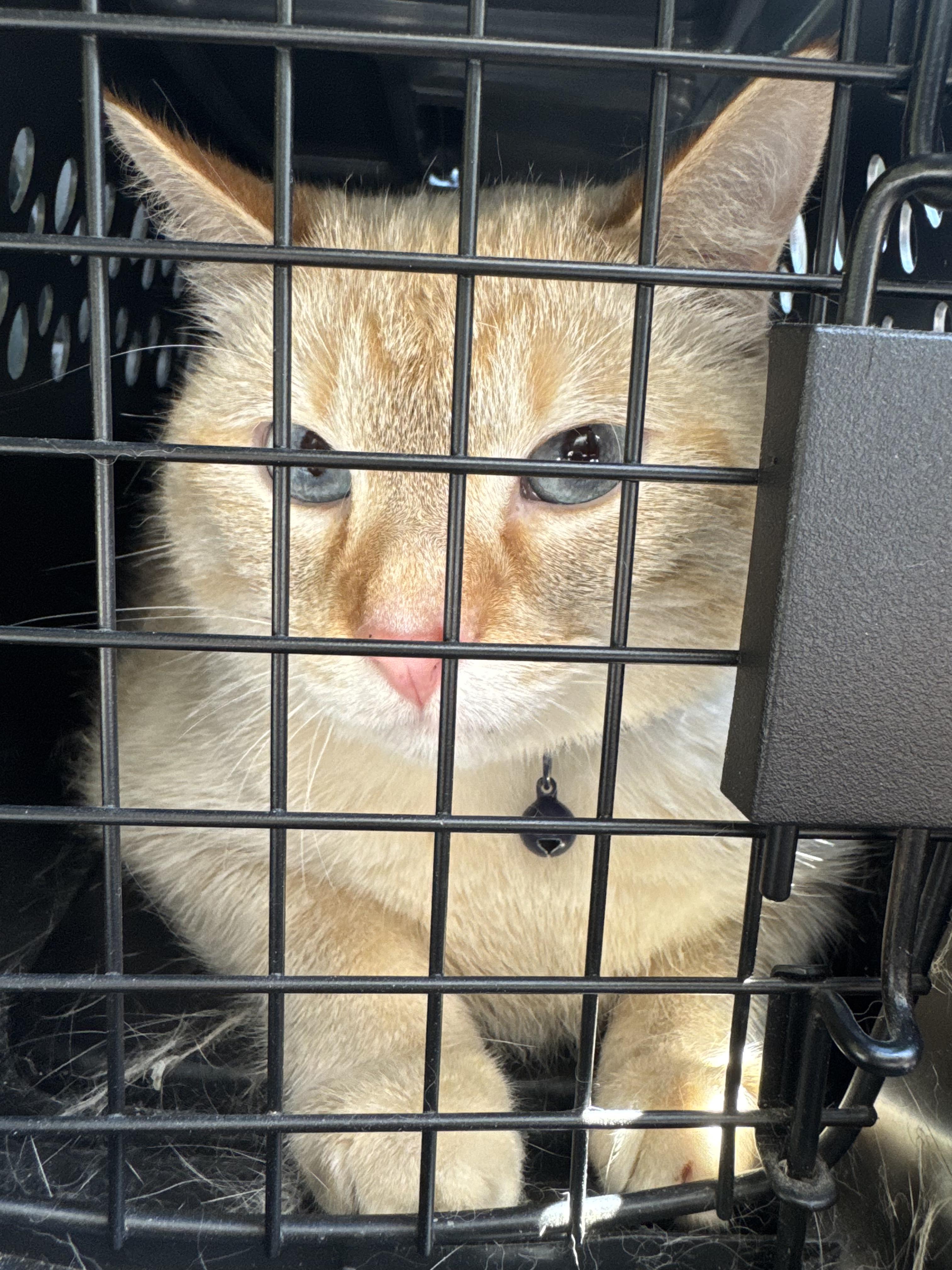 Enlarge Helios Xavier, an adopted Domestic Short Hair in Eau Claire, WI image 4/4
