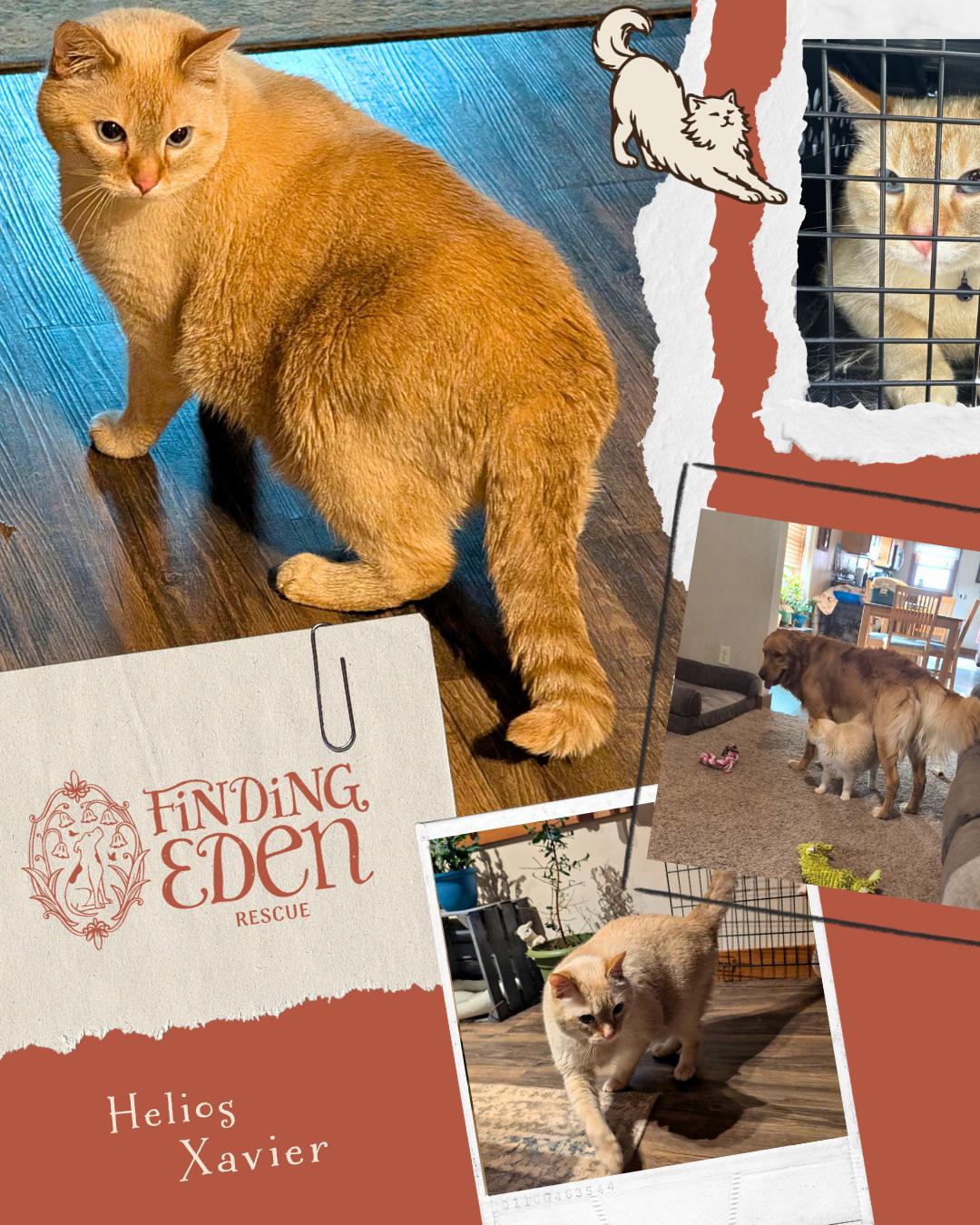 Enlarge Helios Xavier, an adopted Domestic Short Hair in Eau Claire, WI image 2/4