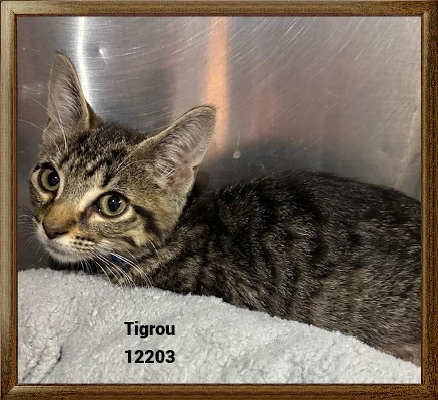 TIGROU