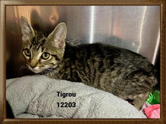 TIGROU