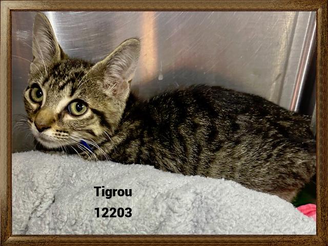 TIGROU