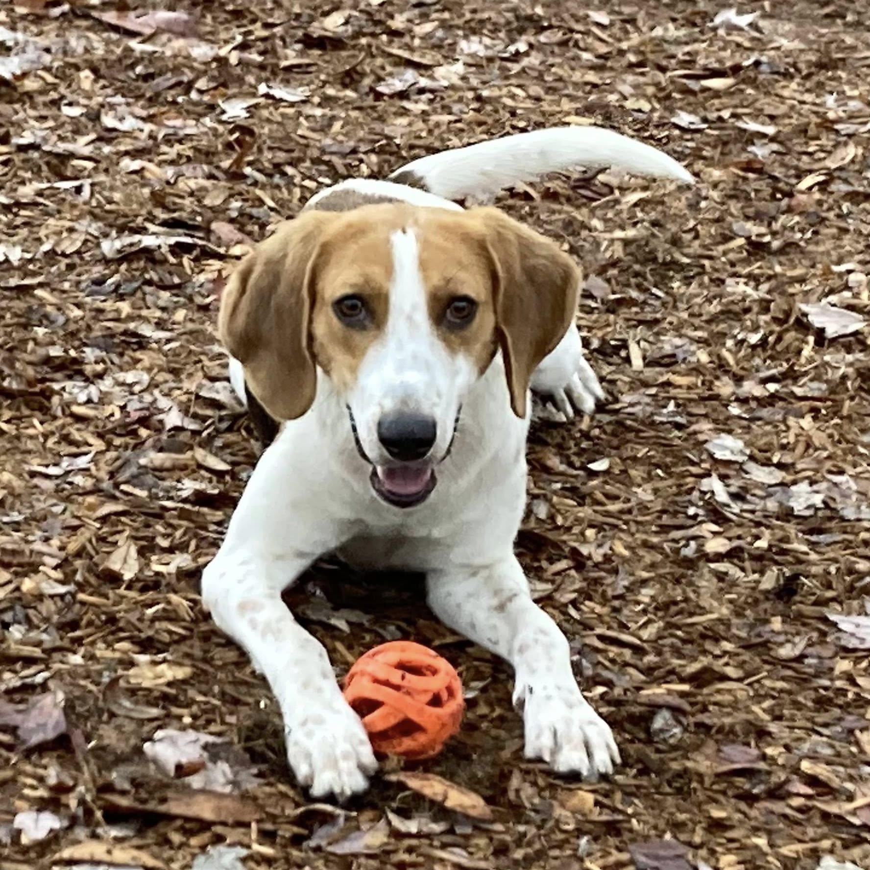 Bonnie, Adoptable, Adult Female Foxhound.