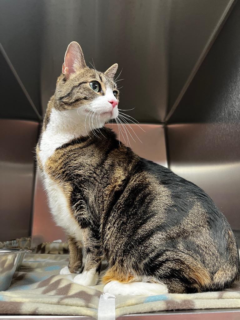 Guinevere, Adoptable, Adult Female Domestic Short Hair.