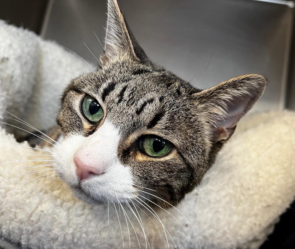 Enlarge Guinevere, a Adoptable mixed breed in Logan, UT image 2/3