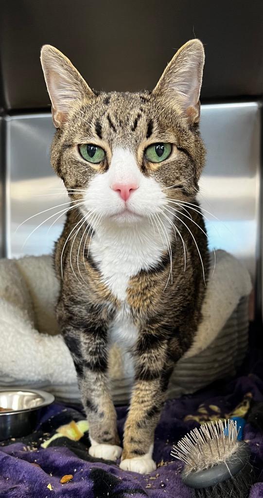 Enlarge Guinevere, a Adoptable mixed breed in Logan, UT image 3/3