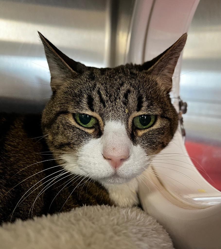 Enlarge Guinevere, a Adoptable mixed breed in Logan, UT image 2/2