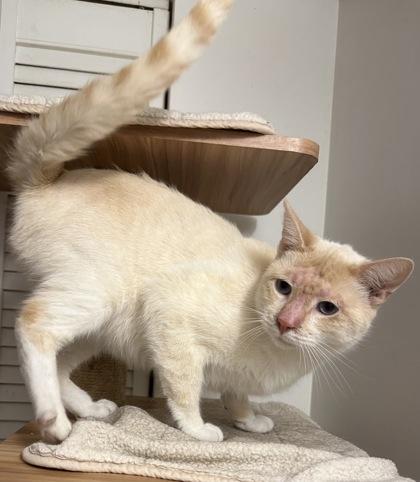 Rocky, a Adoptable mixed breed in Wilkesboro, NC image 3/3