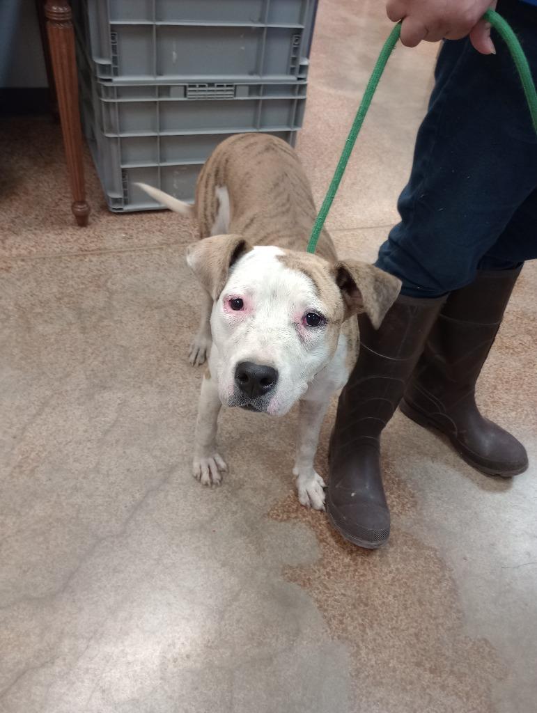 Enlarge Vicky, a Adoptable Pit Bull Terrier in Brownwood, TX image 1/1