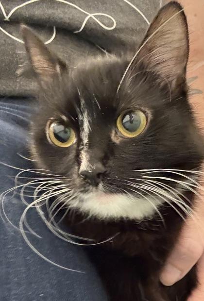 Espresso, a Adoptable mixed breed in Laguna Niguel, CA image 1/2